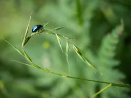 Blue Beetle II