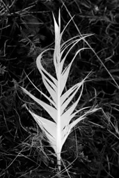 White Feather