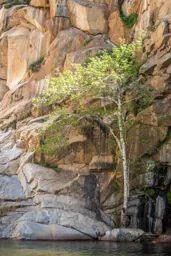 The Tree at Cedar Creek Falls