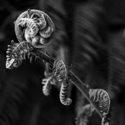 Curled Fern