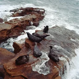 La Jolla Seals