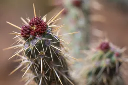 Cactus Buds