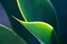 Sunlit Agave