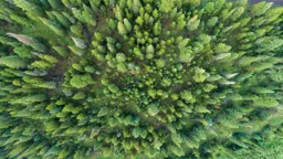 Green World