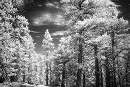 San Jacinto Forest