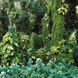 Forest View