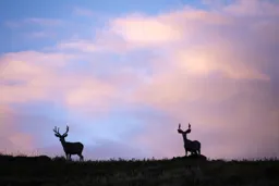 Two Deer at Sunset