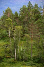 Svandal Trees