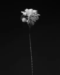 North Park Palm in Infrared