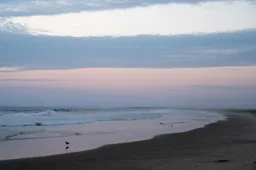 Shore Birds at Sunset