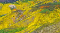Carrizo Plain II