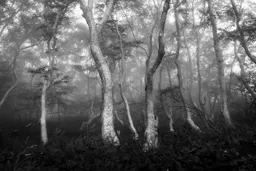 Mount Fuji Forest