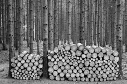 Forest Woodpile