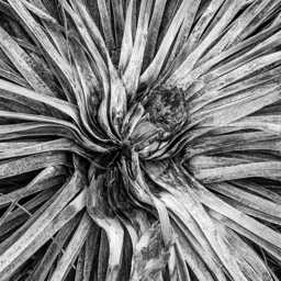 Agave in Black