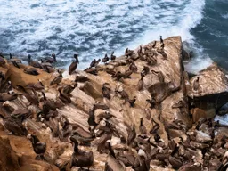 Pelicans on the Rocks