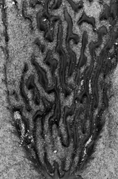 Kelp Detail