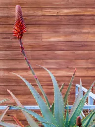 Aloe Flower
