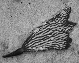 Seaweed & Sand