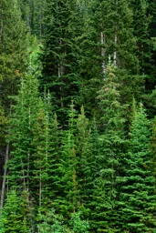Green Trees on Beartooth Pass