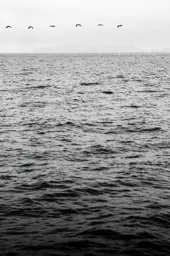 Birds Over the Channel