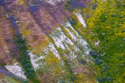 Hills of Gold and Blue III