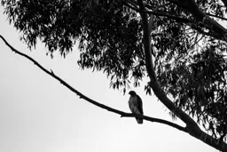 Red Tail at Rest