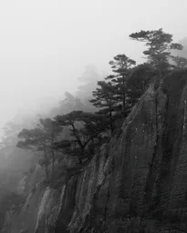 Foggy Day in the Woods