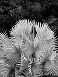 Fan Palm