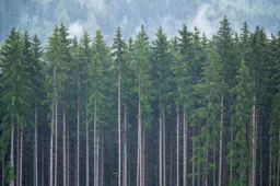 Pines in the Rain