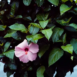Hawaiian Flower