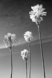 Mission Beach Palms in Infrared