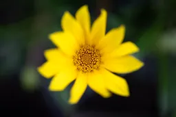 A Blur of Yellow