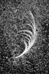 A Small Feather